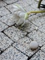 Pater Picolo 6 cm kostka brukowa płukana lux czarny