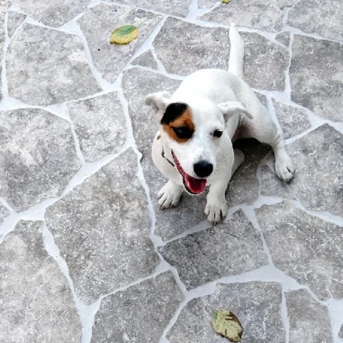 Płytka kamienna trawertynowa Tiles Dzikówka Crazy Paving Silver Bębnowana 3 cm szary – zdjęcie 2